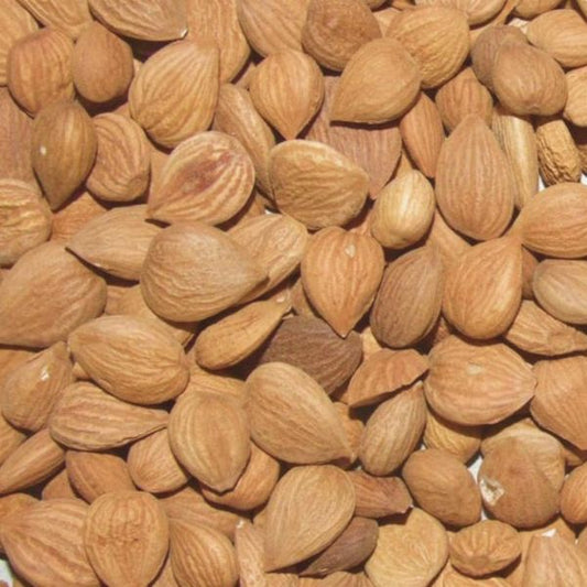 100% Premium Bitter Apricot Kernel Natural and Raw